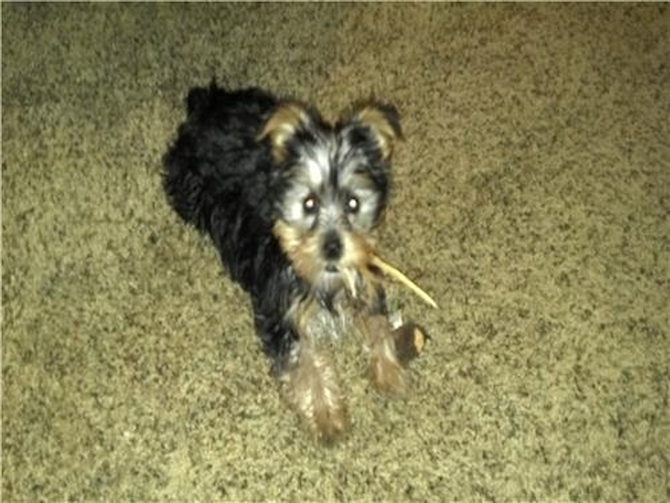 Sachi - Yorkshire Terrier Puppy For Sale Premier Pups Sachi - Yorkshire Terrier Puppy For Sale Premier Pups