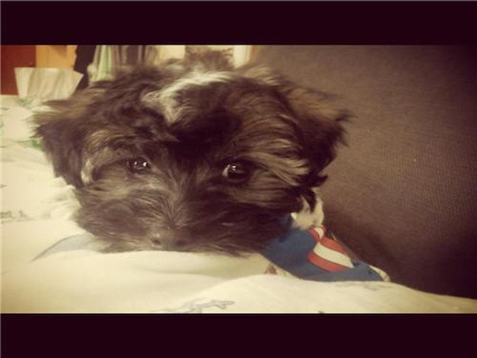 formerly Toby, Now Remy - Havanese Puppy For Sale Premier Pups formerly Toby, Now Remy - Havanese Puppy For Sale Premier Pups