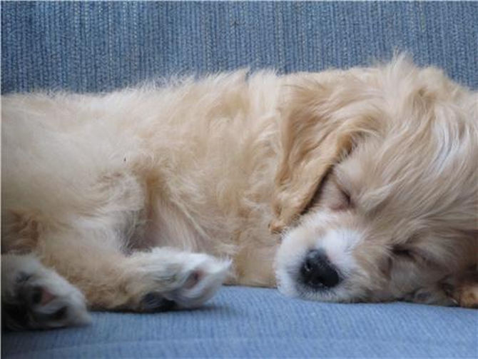 Marino - Cavapoo Puppy For Sale Premier Pups Marino - Cavapoo Puppy For Sale Premier Pups