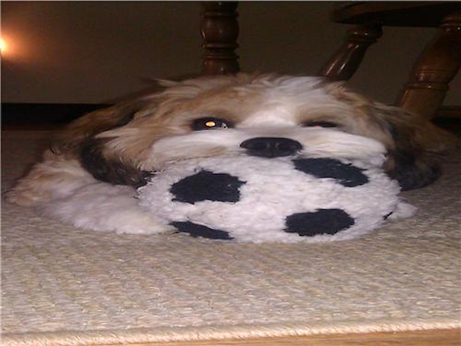 Remy (formally Karl) - Cavachon Puppy For Sale Premier Pups Remy (formally Karl) - Cavachon Puppy For Sale Premier Pups