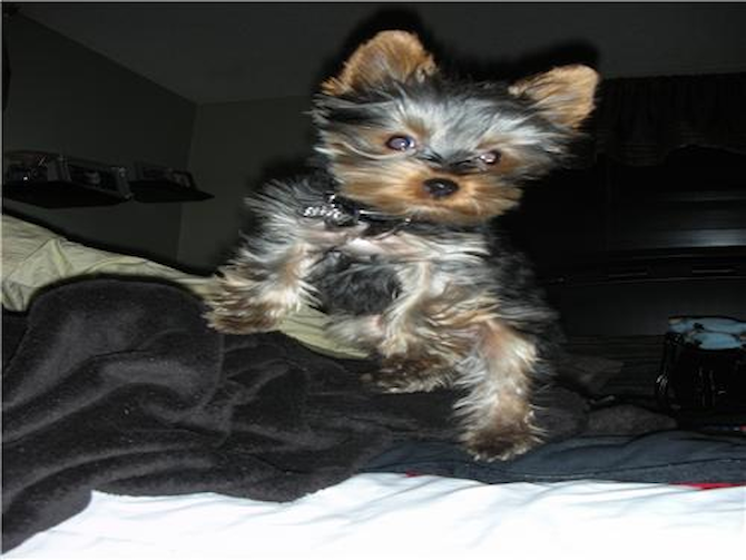 Boomer - Yorkshire Terrier Puppy For Sale Premier Pups Boomer - Yorkshire Terrier Puppy For Sale Premier Pups