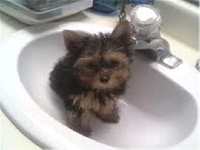 Twinkie-Formerly Tbell - Yorkshire Terrier Puppy For Sale Premier Pups Twinkie-Formerly Tbell - Yorkshire Terrier Puppy For Sale Premier Pups