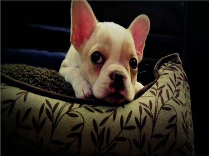 Malibu - French Bulldog Puppy For Sale Premier Pups Malibu - French Bulldog Puppy For Sale Premier Pups