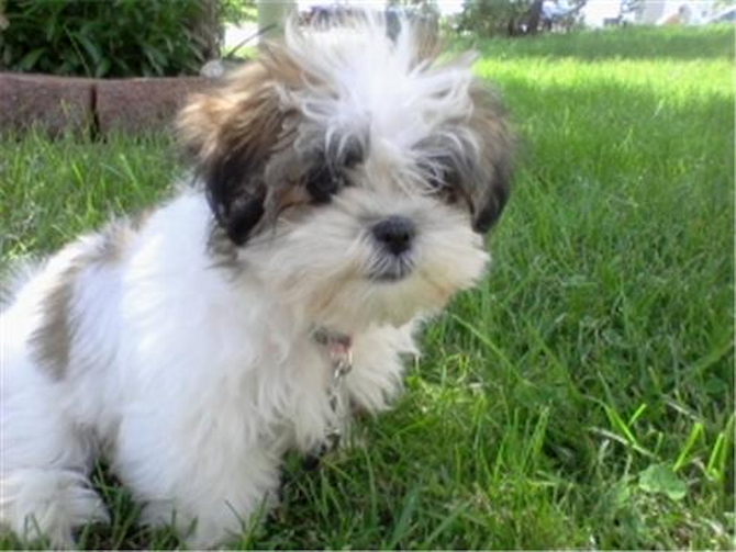 Pippy Lu was Lindsey - Teddy Bear Puppy For Sale Premier Pups Pippy Lu was Lindsey - Teddy Bear Puppy For Sale Premier Pups