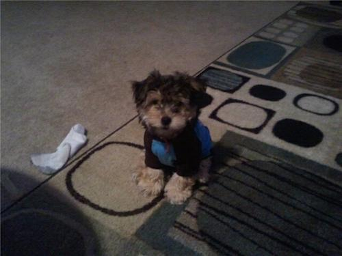 Harley - Morkie Puppy For Sale Premier Pups Harley - Morkie Puppy For Sale Premier Pups