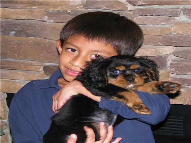 Frankie - Cavalier King Charles Spaniel Puppy For Sale Premier Pups Frankie - Cavalier King Charles Spaniel Puppy For Sale Premier Pups