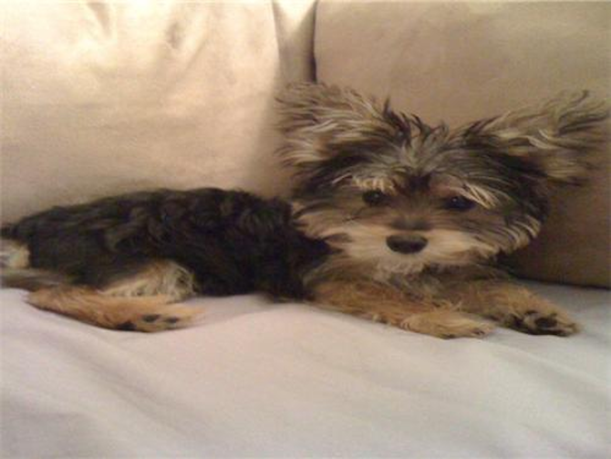 Chico - Morkie Puppy For Sale Premier Pups Chico - Morkie Puppy For Sale Premier Pups