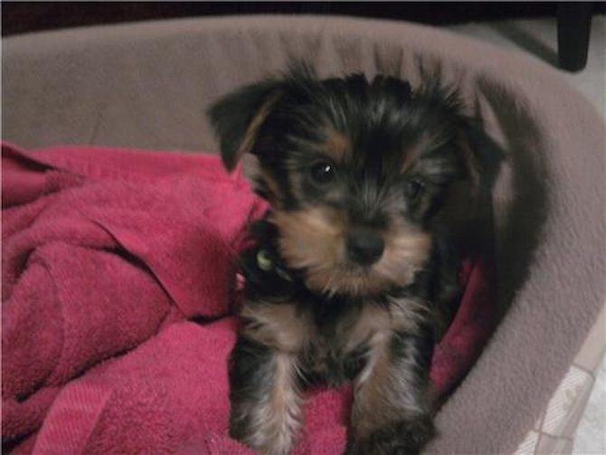 PEBBLES BKA IZZIE - Yorkshire Terrier Puppy For Sale Premier Pups PEBBLES BKA IZZIE - Yorkshire Terrier Puppy For Sale Premier Pups