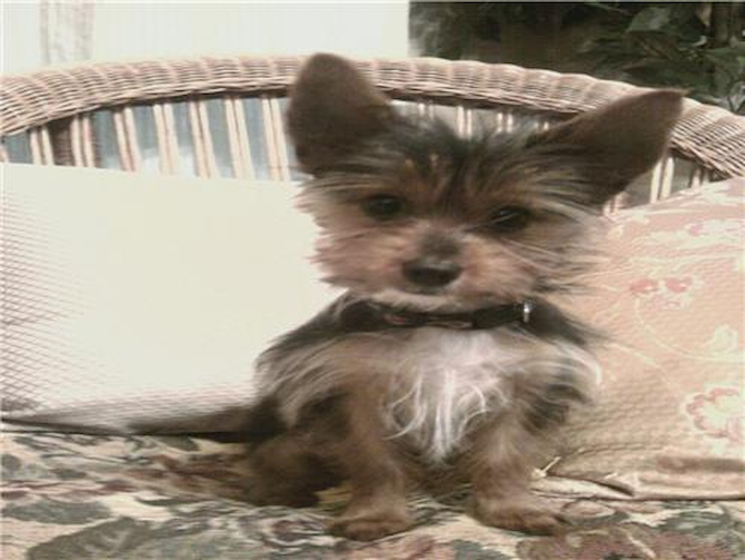 Brody - Chorkie Puppy For Sale Premier Pups Brody - Chorkie Puppy For Sale Premier Pups
