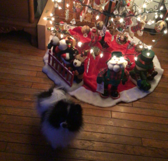 LOLO Pomeranian puppy LOLO Pomeranian puppy
