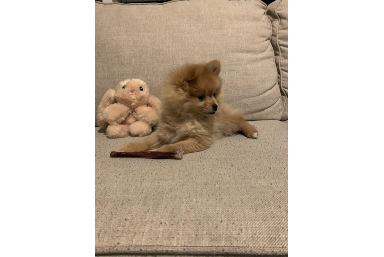Meet Trudy - our Pomeranian Puppy Photo 1/3 - Premier Pups