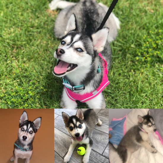 Hypoallergenic Mini Husky Designer Pup