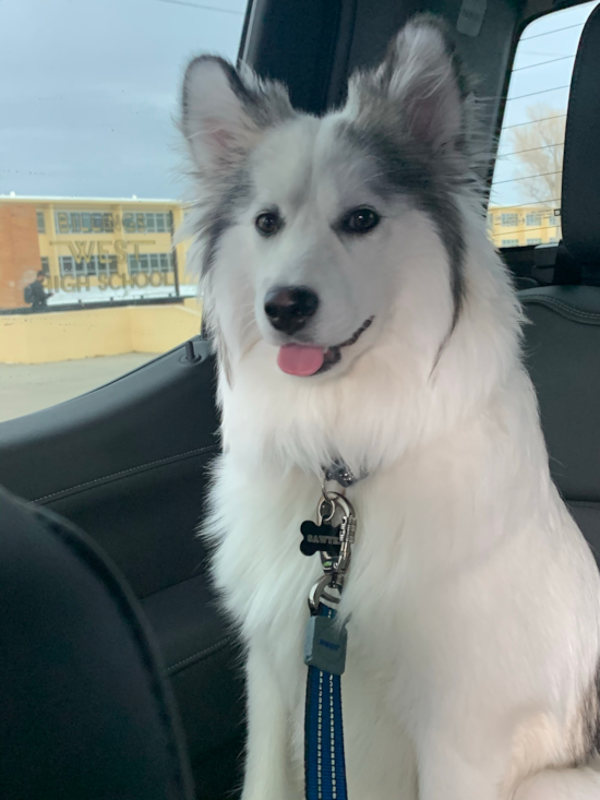 Hypoallergenic Mini Husky Designer Pup