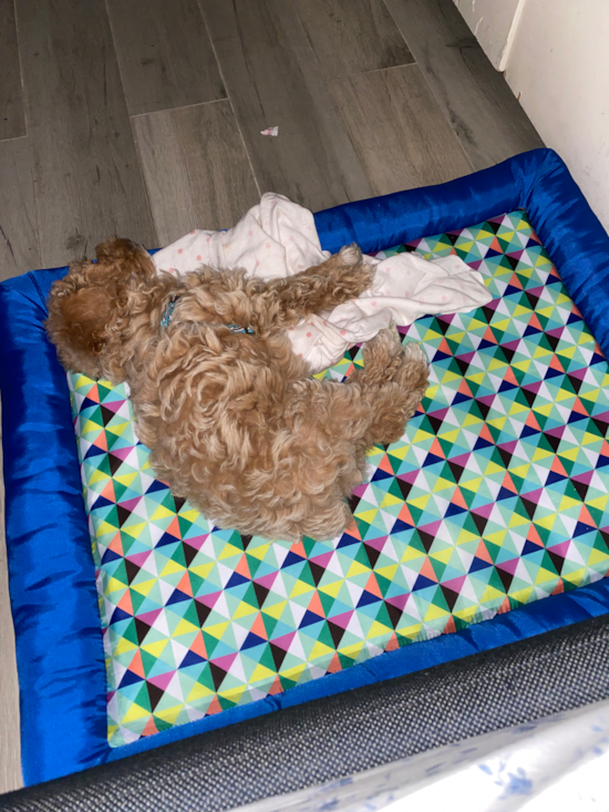 Poodle