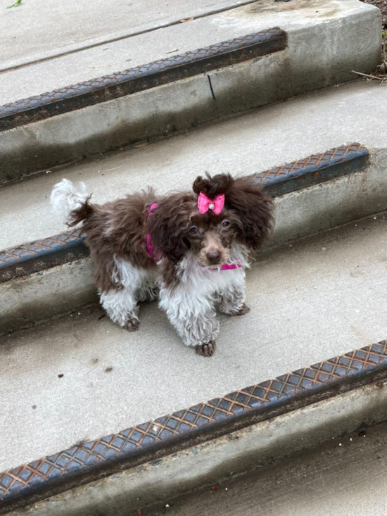 Fluffy Poodle Pup in Hartford CT