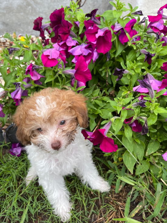 Metairie Poodle Pup