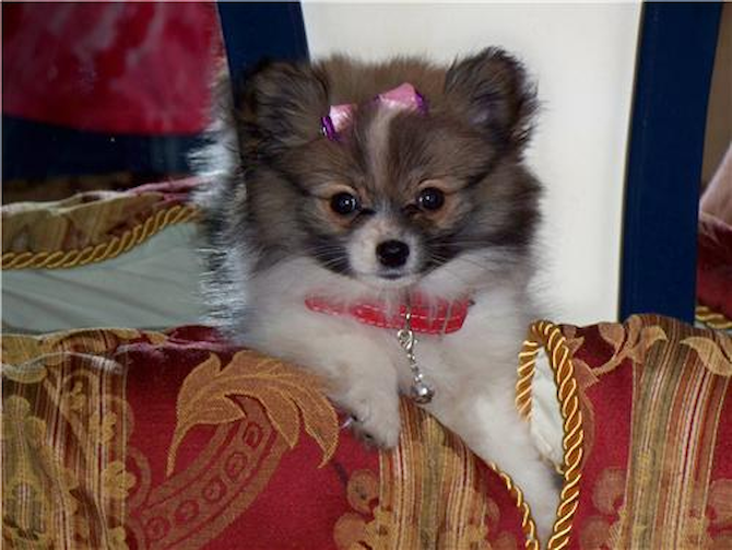 Lola - Pomeranian Puppy For Sale Premier Pups Lola - Pomeranian Puppy For Sale Premier Pups
