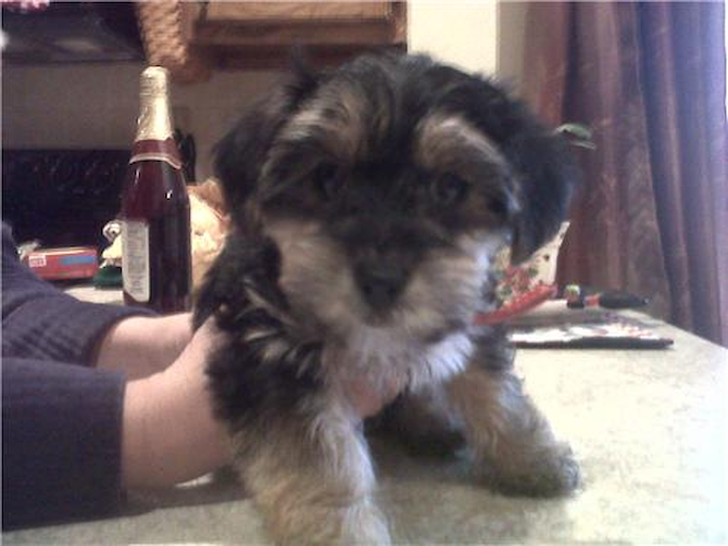 macy - Morkie Puppy For Sale Premier Pups macy - Morkie Puppy For Sale Premier Pups