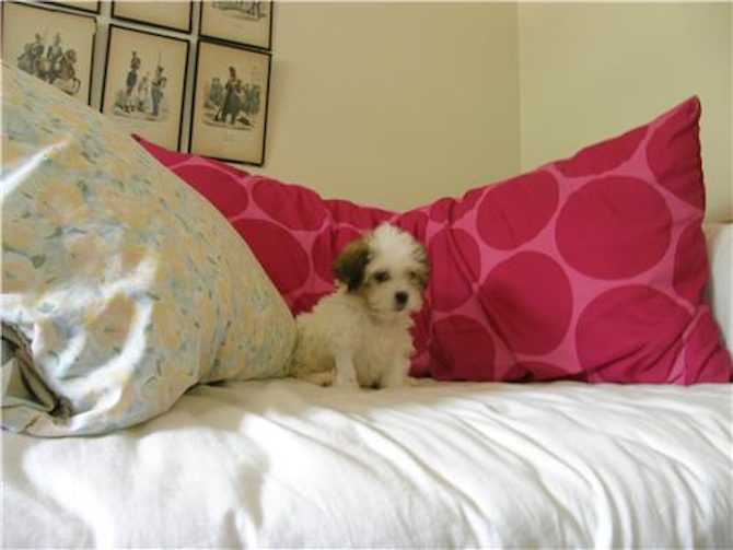 Chip - Havanese Puppy For Sale Premier Pups Chip - Havanese Puppy For Sale Premier Pups