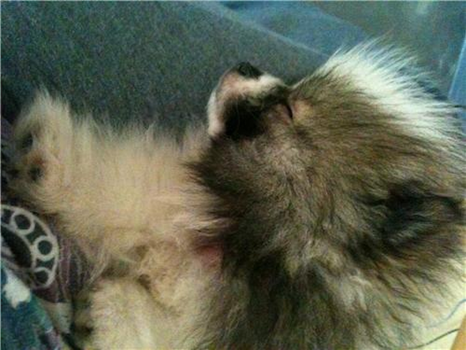 Miss Tiff - Pomeranian Puppy For Sale Premier Pups Miss Tiff - Pomeranian Puppy For Sale Premier Pups