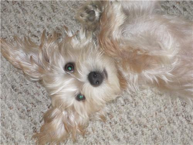 Bentley - Morkie Puppy For Sale Premier Pups Bentley - Morkie Puppy For Sale Premier Pups