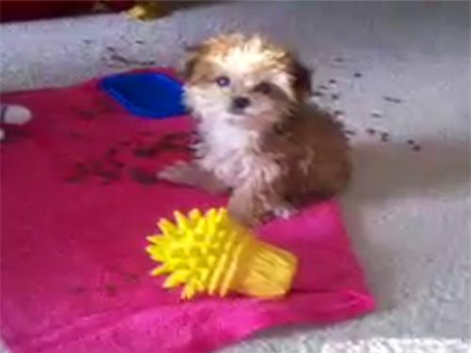 Trixie (formerly known as Amy) - Morkie Puppy For Sale Premier Pups Trixie (formerly known as Amy) - Morkie Puppy For Sale Premier Pups
