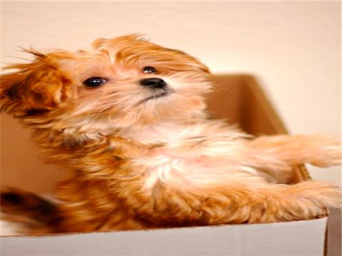 Trixie (formerly known as Amy) - Morkie Puppy For Sale Premier Pups Trixie (formerly known as Amy) - Morkie Puppy For Sale Premier Pups