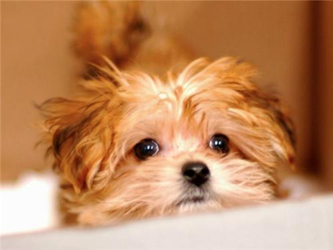 Trixie (formerly known as Amy) - Morkie Puppy For Sale Premier Pups Trixie (formerly known as Amy) - Morkie Puppy For Sale Premier Pups