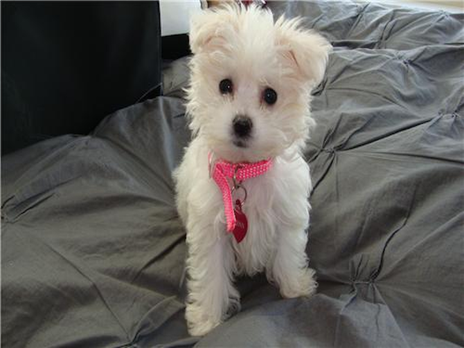 Quinn (formerly Diamond) - Maltese Puppy For Sale Premier Pups Quinn (formerly Diamond) - Maltese Puppy For Sale Premier Pups