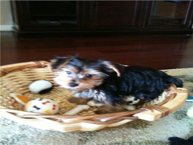 Maggie Mae (FKA Rachel) - Yorkshire Terrier Puppy For Sale Premier Pups Maggie Mae (FKA Rachel) - Yorkshire Terrier Puppy For Sale Premier Pups