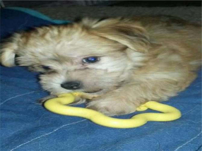 Meeko (previously Jackson) - Morkie Puppy For Sale Premier Pups Meeko (previously Jackson) - Morkie Puppy For Sale Premier Pups