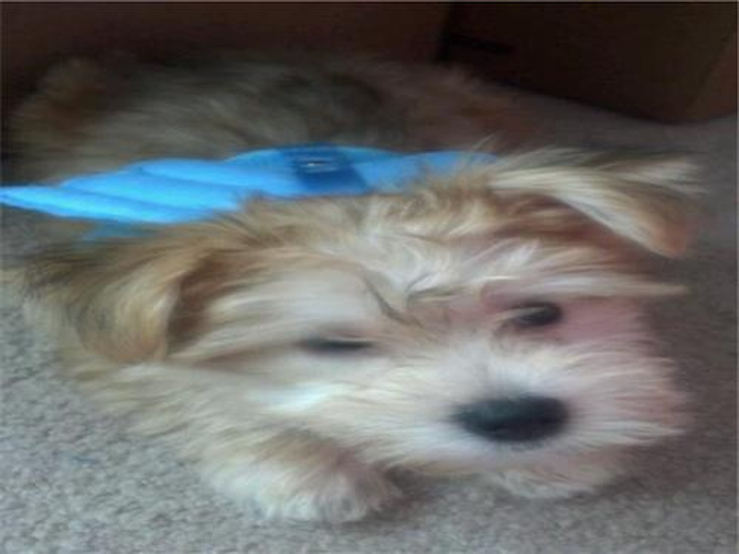 Meeko (previously Jackson) - Morkie Puppy For Sale Premier Pups Meeko (previously Jackson) - Morkie Puppy For Sale Premier Pups