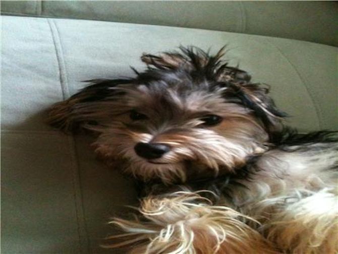 Sebastian AKA Samson - Morkie Puppy For Sale Premier Pups Sebastian AKA Samson - Morkie Puppy For Sale Premier Pups