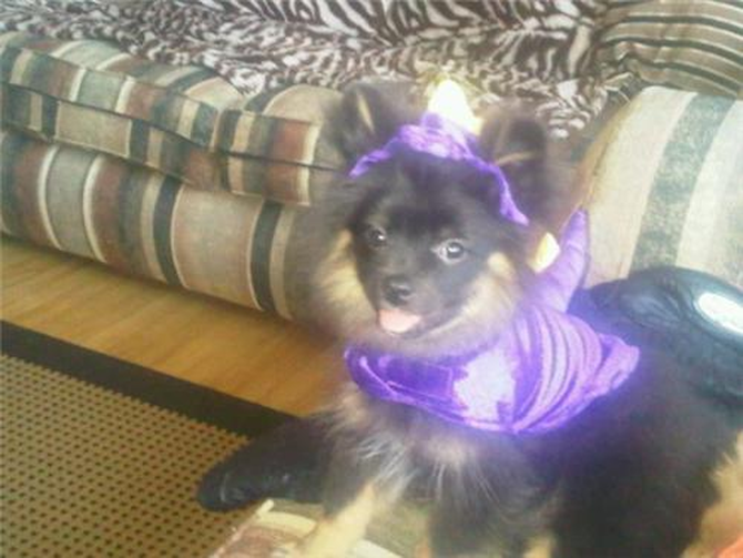 Little Bear - Pomeranian Puppy For Sale Premier Pups Little Bear - Pomeranian Puppy For Sale Premier Pups
