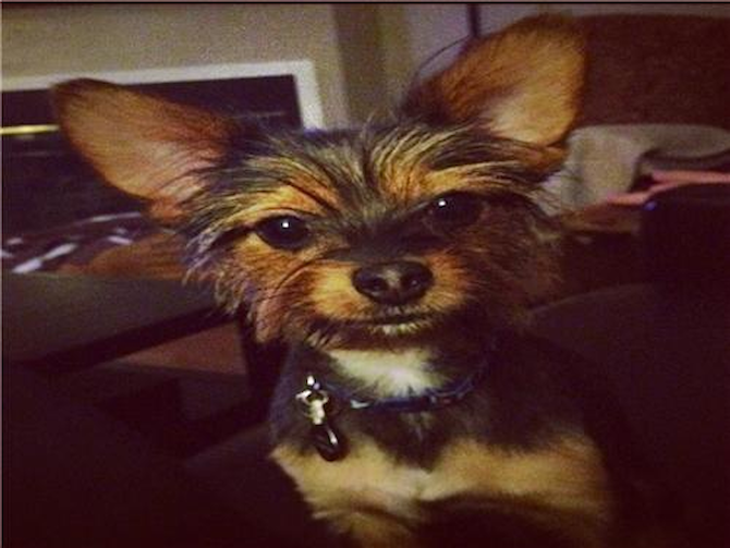 Cooper - Chorkie Puppy For Sale Premier Pups Cooper - Chorkie Puppy For Sale Premier Pups