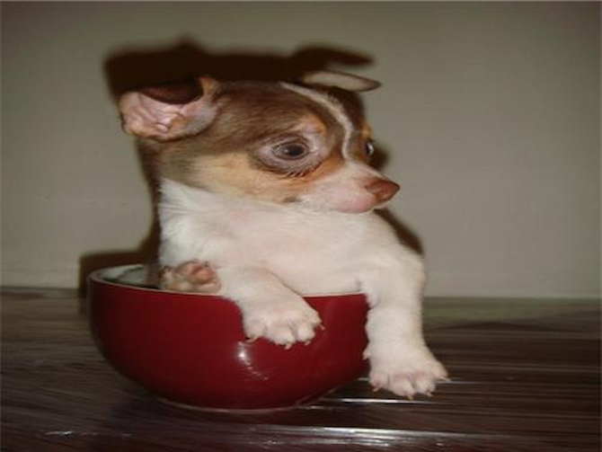 Chico - Chihuahua Puppy For Sale Premier Pups Chico - Chihuahua Puppy For Sale Premier Pups