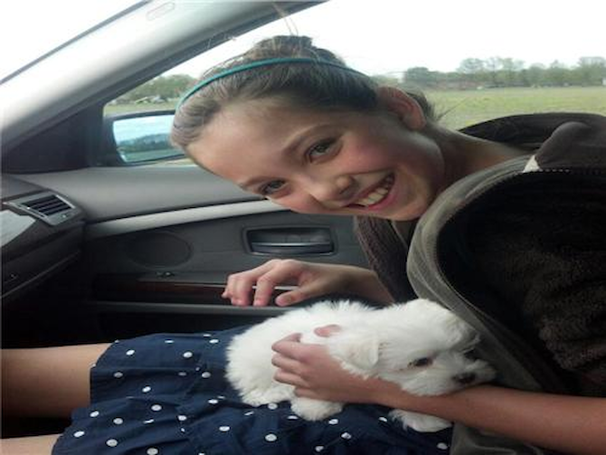 Lucey - Maltese Puppy For Sale Premier Pups Lucey - Maltese Puppy For Sale Premier Pups