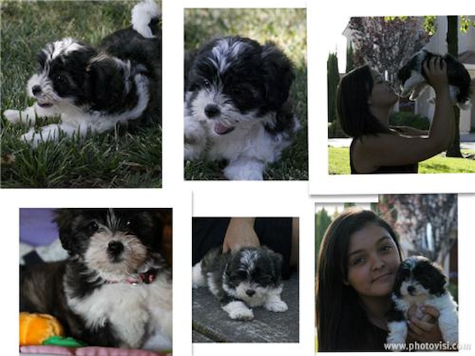 Flo - Havanese Puppy For Sale Premier Pups Flo - Havanese Puppy For Sale Premier Pups
