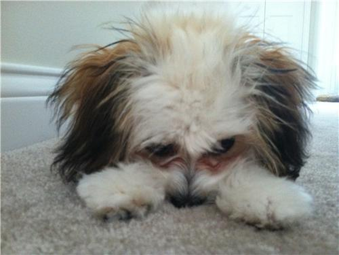 Adele - Cavachon Puppy For Sale Premier Pups Adele - Cavachon Puppy For Sale Premier Pups