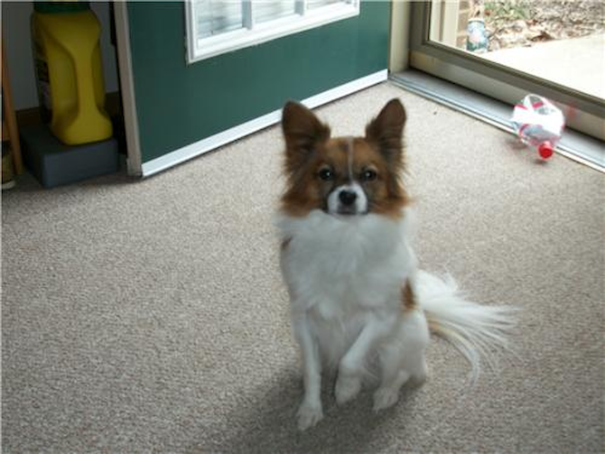 cricket - Papillon Puppy For Sale Premier Pups cricket - Papillon Puppy For Sale Premier Pups