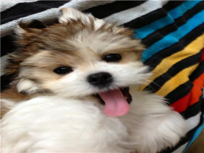 Wrigley - Teddy Bear Puppy For Sale Premier Pups Wrigley - Teddy Bear Puppy For Sale Premier Pups