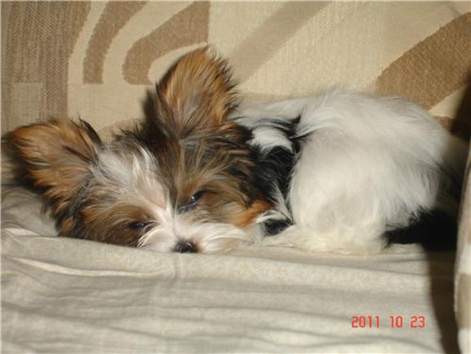 Maggie (Lady Gaga) - Parti Yorkshire Terrier Puppy For Sale Premier Pups Maggie (Lady Gaga) - Parti Yorkshire Terrier Puppy For Sale Premier Pups