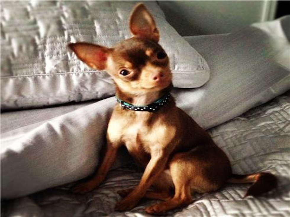 Teacup Chihuahua Puppies For Sale In Ohio