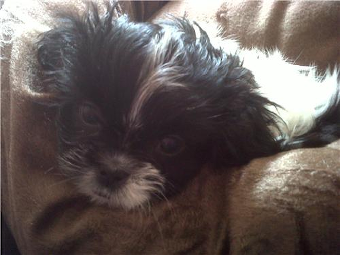 Jochi fka Mario - Shih Tzu Puppy For Sale Premier Pups Jochi fka Mario - Shih Tzu Puppy For Sale Premier Pups
