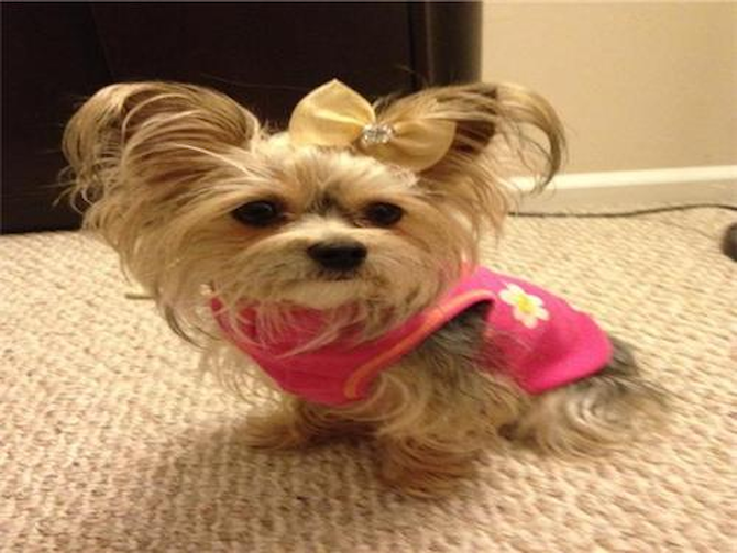 Lily - Morkie Puppy For Sale Premier Pups Lily - Morkie Puppy For Sale Premier Pups