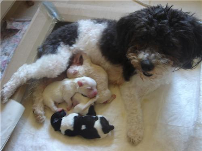 Katie - Havanese Puppy For Sale Premier Pups Katie - Havanese Puppy For Sale Premier Pups