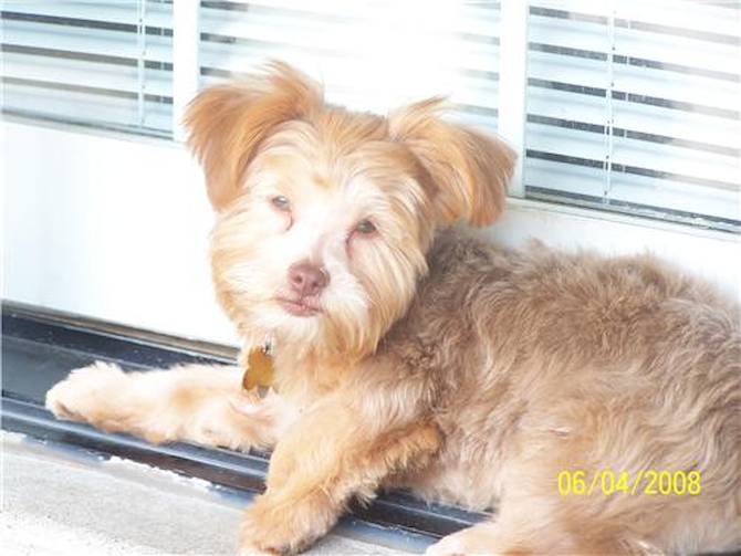 Petey - Yorkie Poo Puppy For Sale Premier Pups Petey - Yorkie Poo Puppy For Sale Premier Pups