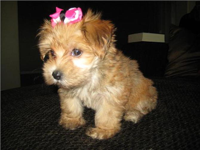 Sabby - Morkie Puppy For Sale Premier Pups Sabby - Morkie Puppy For Sale Premier Pups