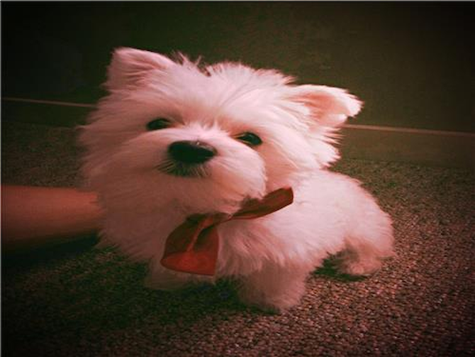 Apollo - Maltese Puppy For Sale Premier Pups Apollo - Maltese Puppy For Sale Premier Pups