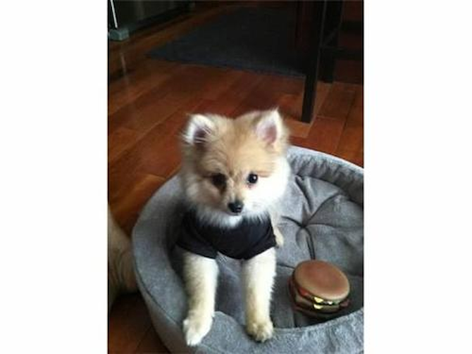 Teddy Riley - Pomeranian Puppy For Sale Premier Pups Teddy Riley - Pomeranian Puppy For Sale Premier Pups